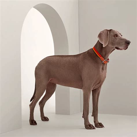 hermes dog bowls|Hermes dog collars 2024.